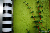 Black and White And Green
